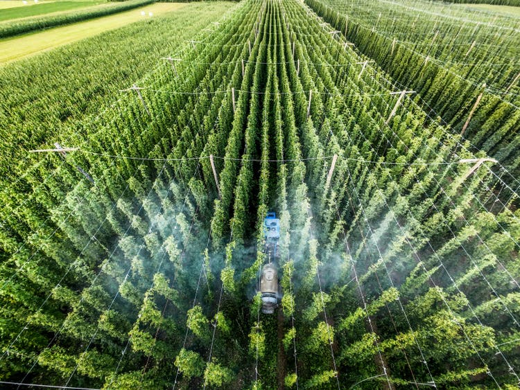 Top view of a farmer spraying pesticides on a large field of hops at sunset