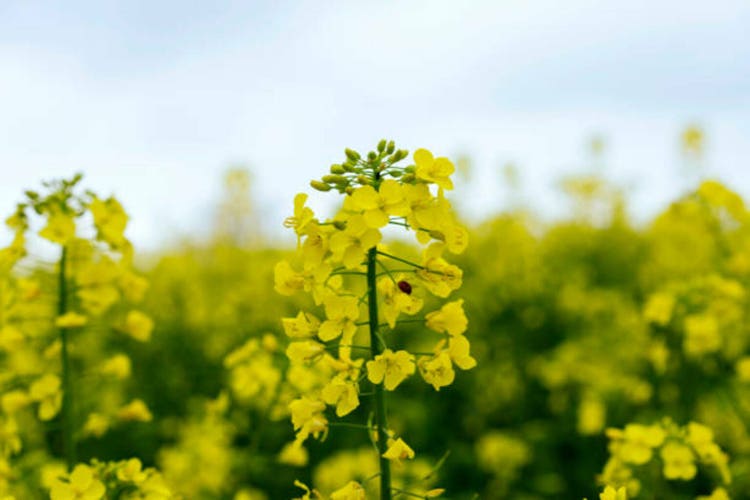 Close up of a rape blossom