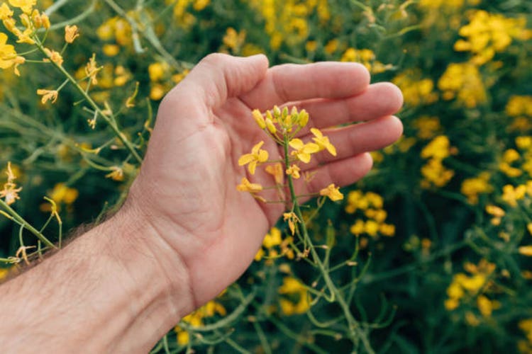 Archer-Daniels-Midland Q2 results reflect trade policies' impact on Ag business (ADM:NYSE)