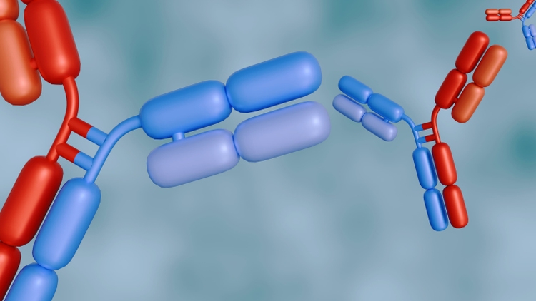 3d rendering of Bispecific antibodies or BsAbs