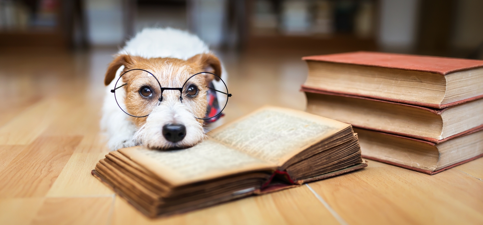 18 Ideal 'Safer' DiviDog Buys Readers Tagged In September