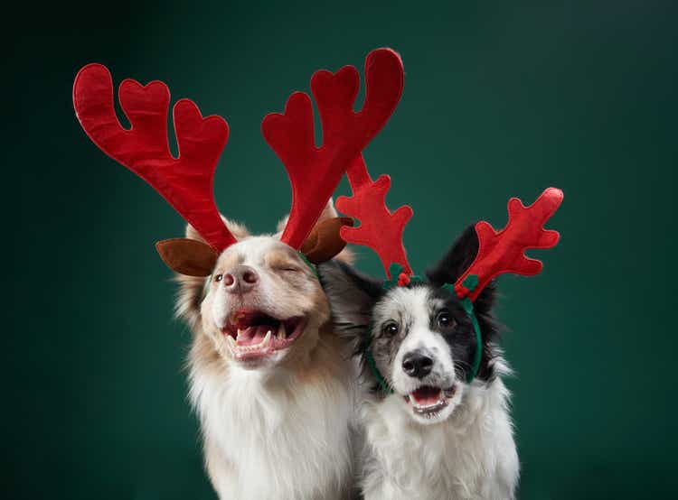 two funny dogs in Christmas decoration, deer antlers. Festive border collie on green