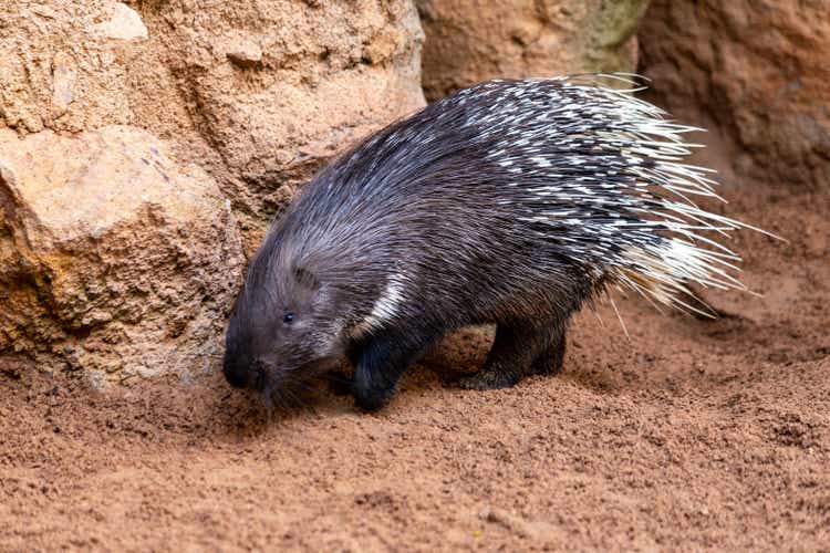 porcupine