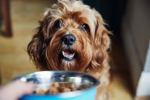 Chewy beats outlook, defies CEO concerns about a "stretched" consumer (CHWY:NYSE) | Seeking Alpha