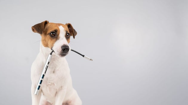 Jack russell terrier dog hold usb in its mouth.