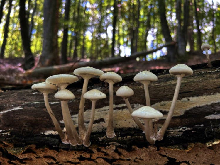 Mushroom colony on stump