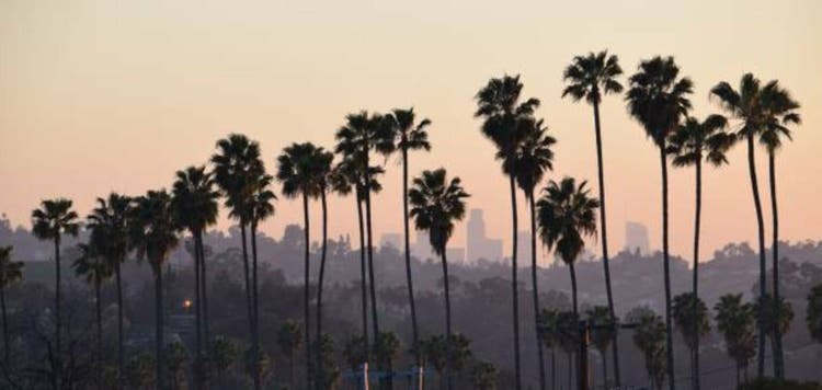 Through The Palms