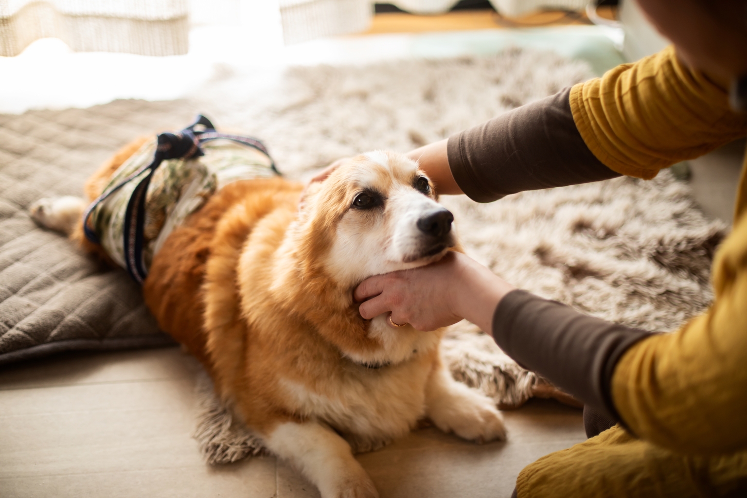 Elanco Animal Health Q2: Rising Innovation Revenue, Initiate At Buy (NYSE:ELAN)