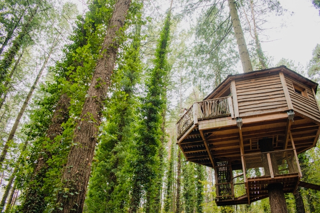 Tree cabin under