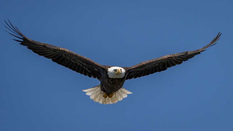 Bald Eagle in Flight