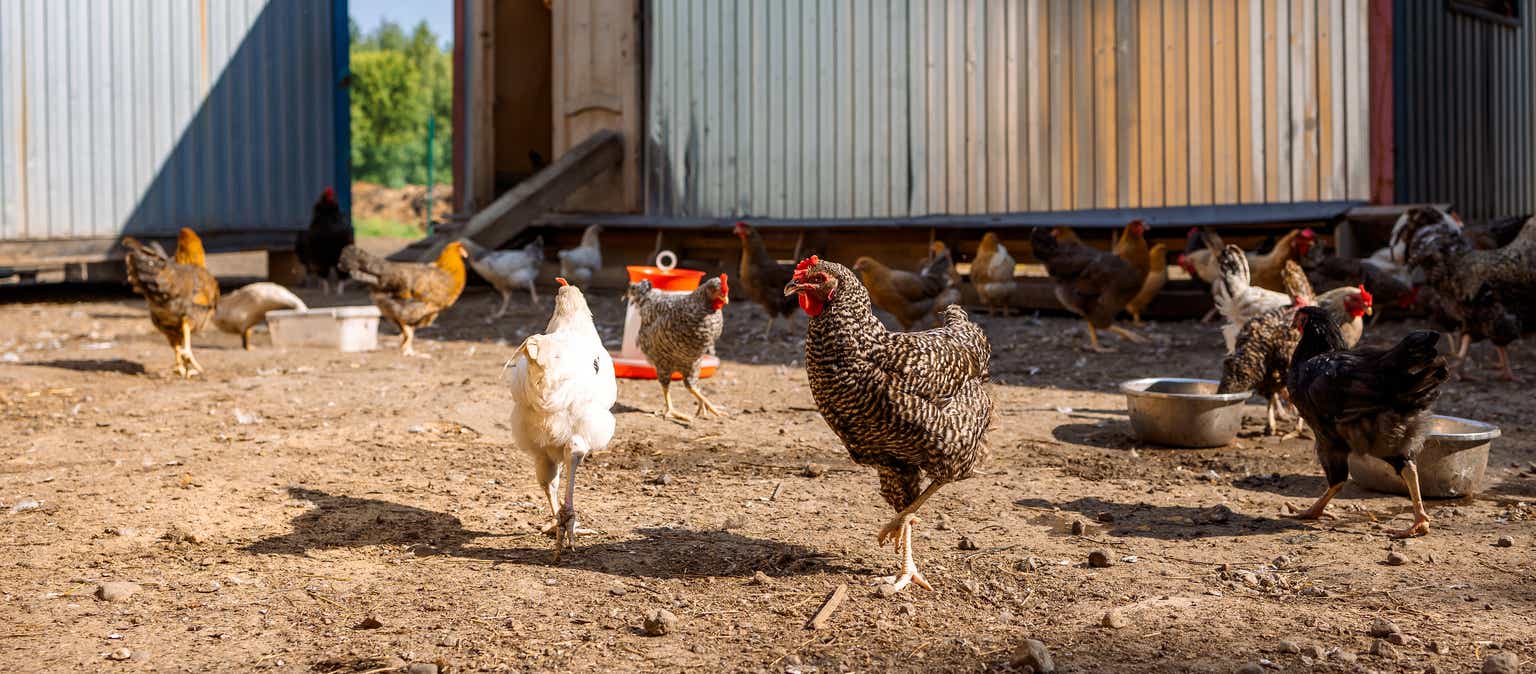 Vital Farms: A High-Growth Outlier In The Defensive Staples Sector (NASDAQ:VITL)