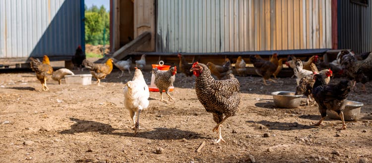 Poultry yard with domestic hens, roosters, geese. Birds walk on rural organic nature farm and eat food. Selective focus