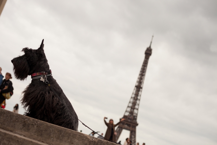 Pet in Paris