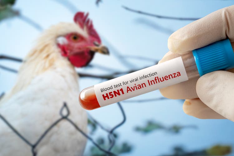 The concept of avian influenza pandemic. Test tube with blood test for H5N1 avian influenza. Examination of chickens for diseases.