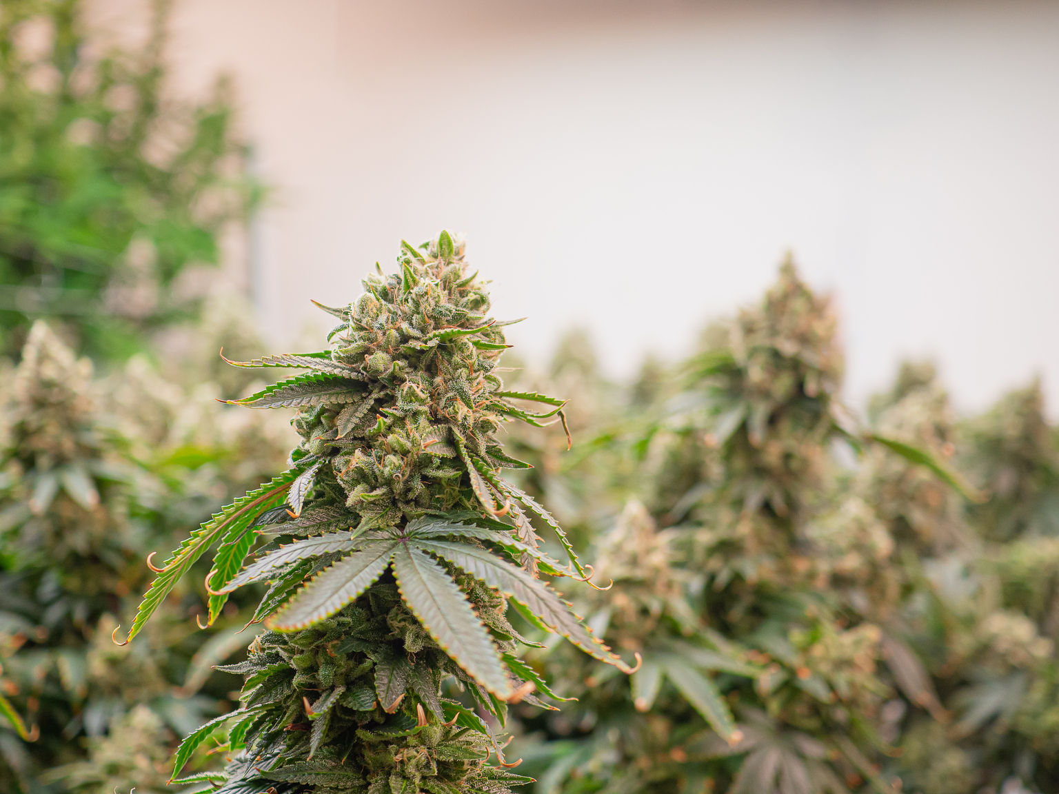 seekingalpha.com - Bela Lakos - Innovative Industrial Properties: Without AFFO Growth, It May Just Become A Value Trap