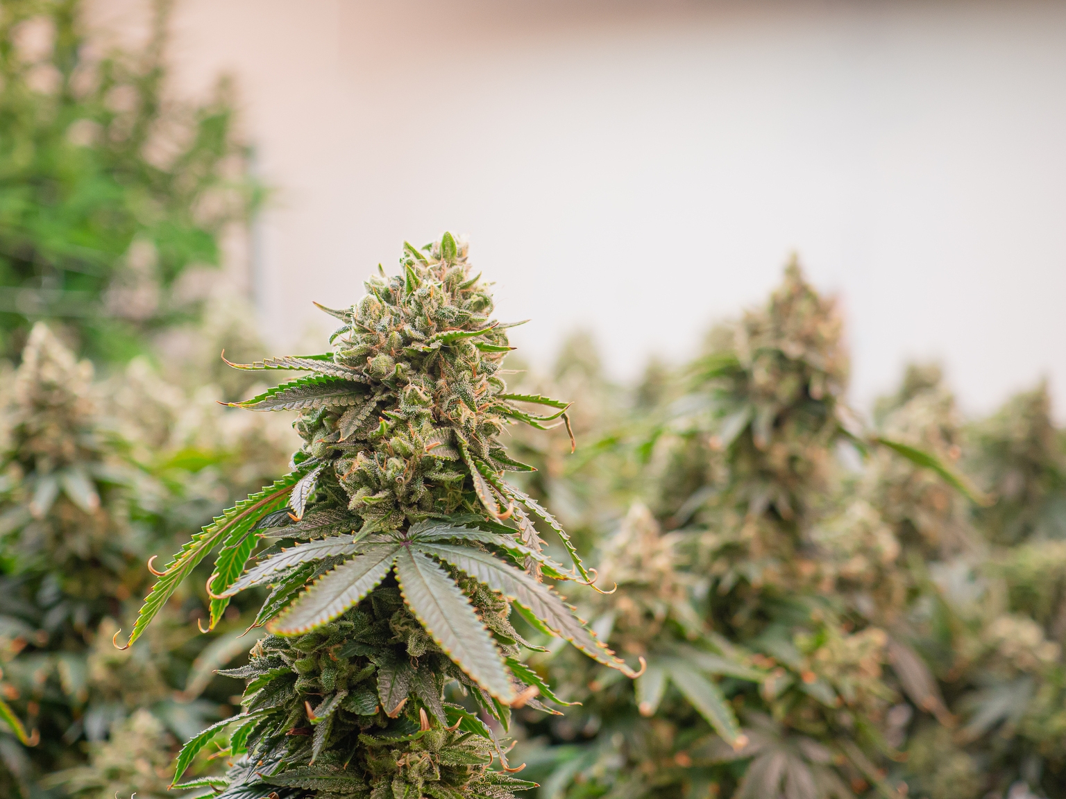 Innovative Industrial Properties: Without AFFO Growth, It May Just Become A Value Trap (Rating Downgrade)