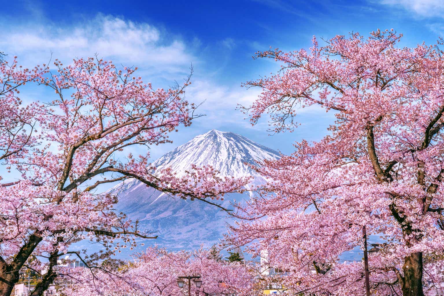 Tokio Marine: Big And Beautiful