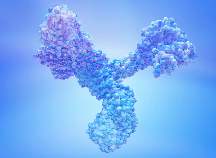Antibody.