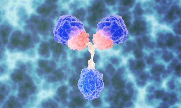 Antibody