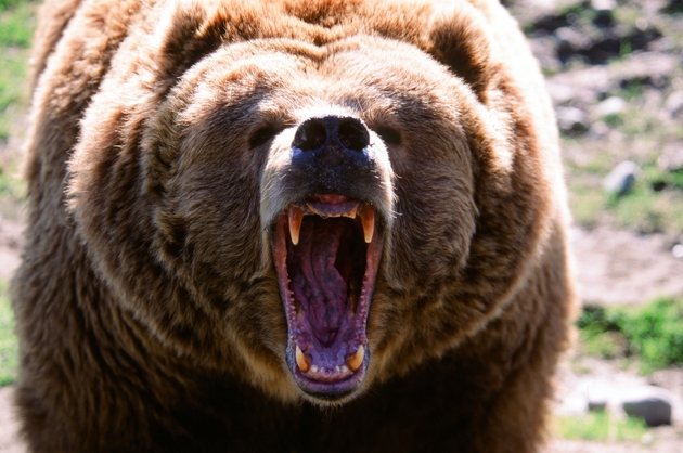 Grizzly bear growling