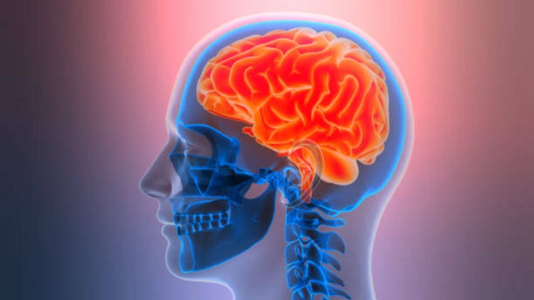 Central Organ of Human Nervous System Brain Anatomy