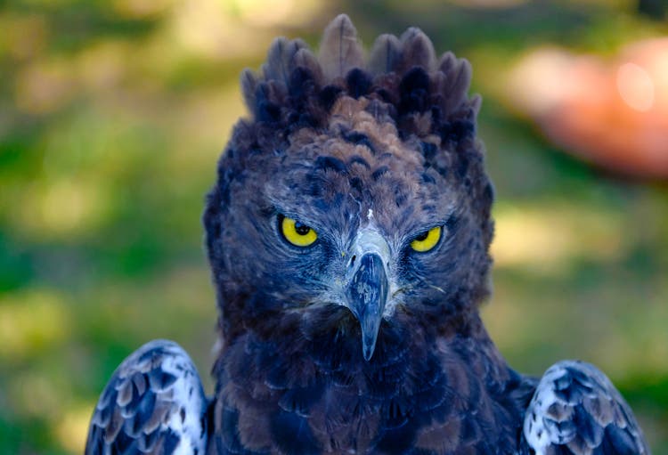 Carefully looking eagle