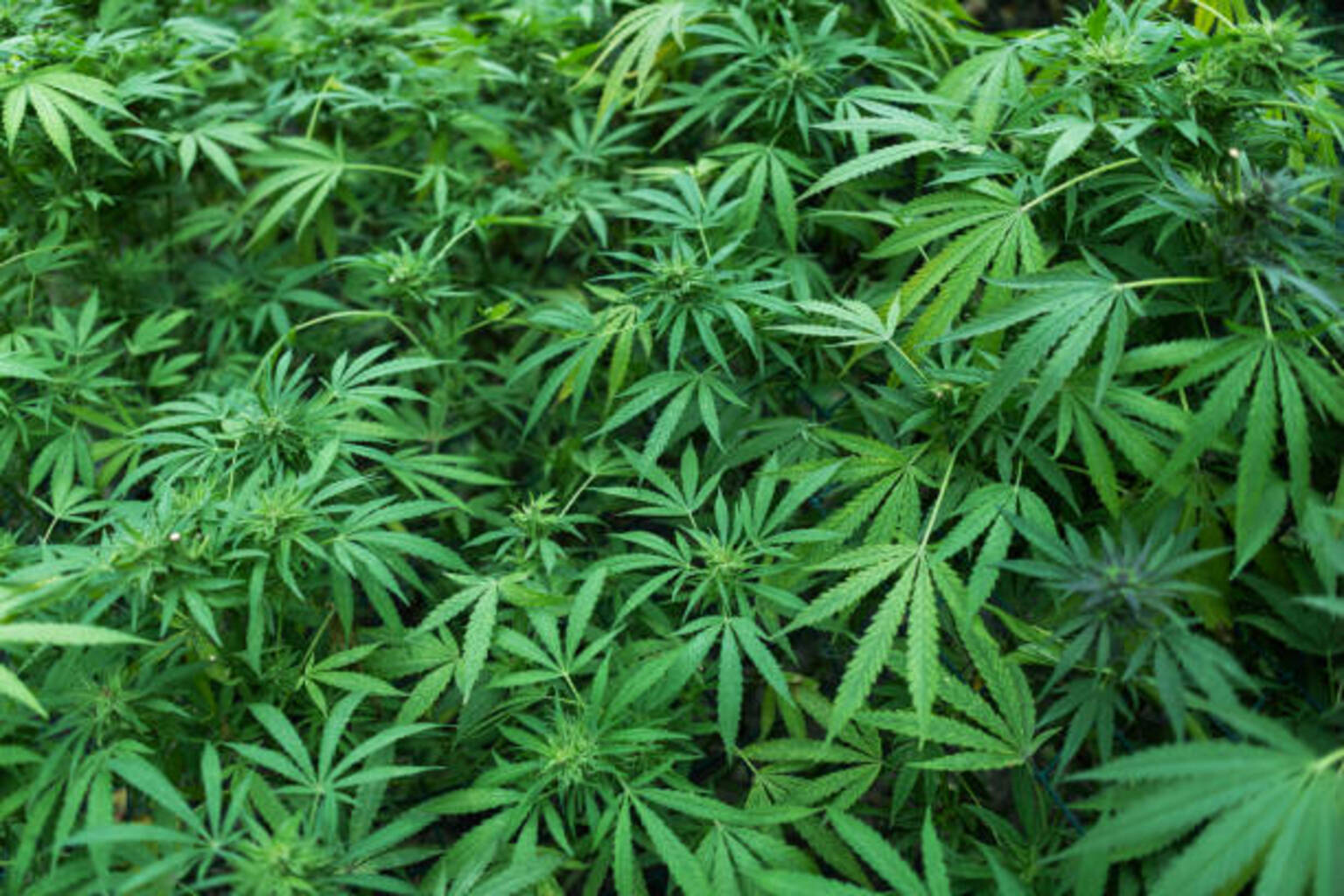 seekingalpha.com - Jonathan Block - Cannabis MSOs to see increased investment, lower taxes from reclassification