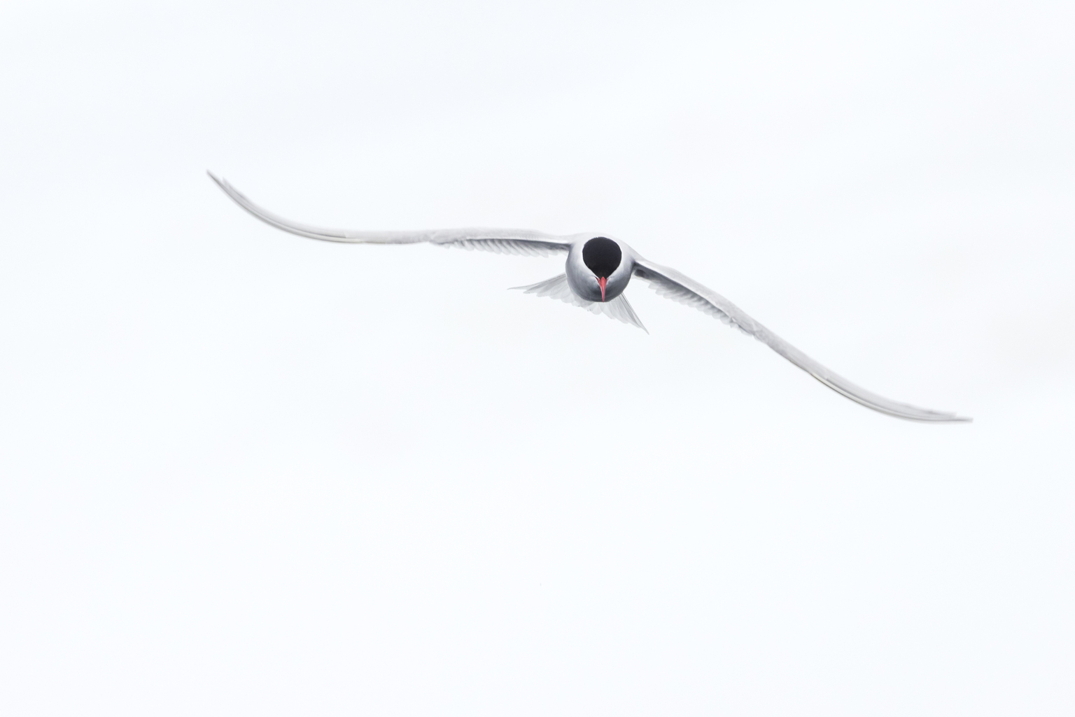 seekingalpha.com - Edmund Ingham - Terns Pharmaceuticals: A Risky Buy Ahead Of Q4 Obesity, Oncology Catalysts (NASDAQ:TERN)