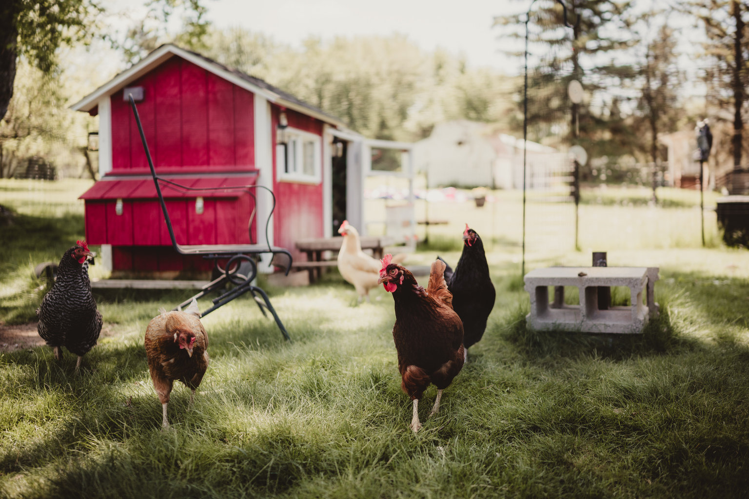 seekingalpha.com - Kurt Christensen - Vital Farms: The Egg Story Isn't Broken (NASDAQ:VITL)