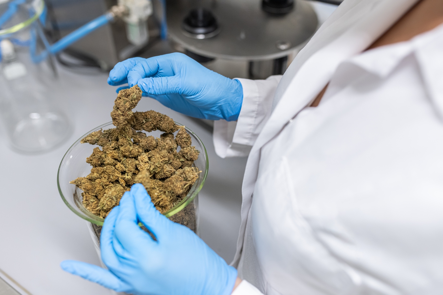 MSOS: Trump’s Green Light - Why Cannabis Stocks Are Surging On Rescheduling News (MSOS)