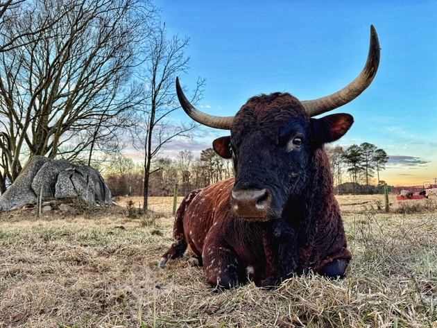 Close up of a majestic brown and black horned Pineywoods bull lying near a large boulder