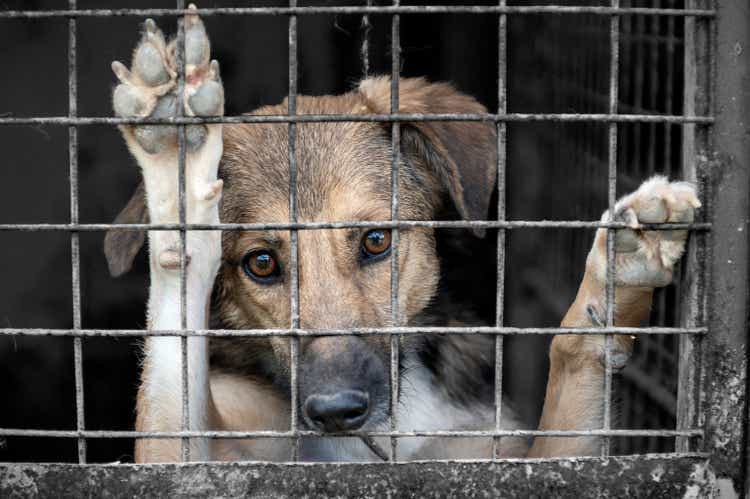 Dog In Animal Shelter Waiting For Adoption. Portrait Of Homeless Dog In Animal Shelter Cage