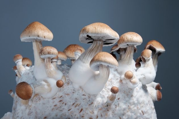 Beautiful mushrooms closeup. Psychedelic psilocybin mushrooms Thai strain on mycelium block, indoor cultivation. Psilocybe Cubensis fresh shrooms on grey background. Micro-dosing concept