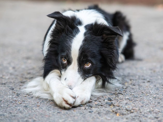 Border collie dog doing exercise shame outdoors.