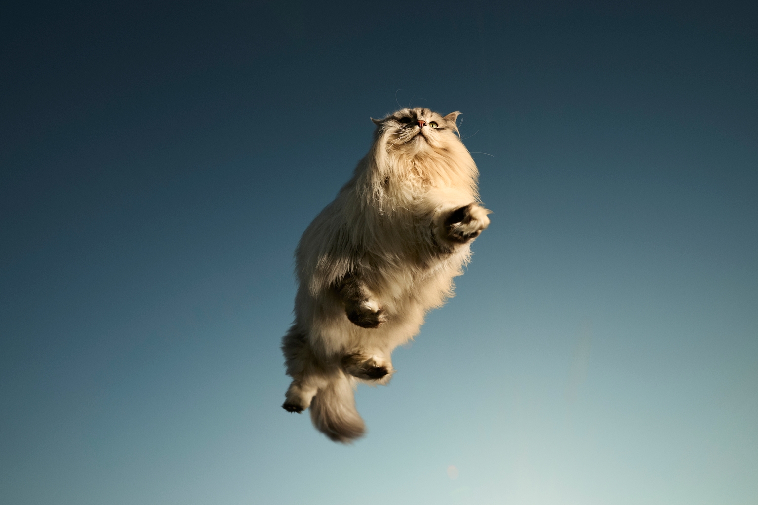 Micron: Dead Cats Don't Bounce Twice (NASDAQ:MU)