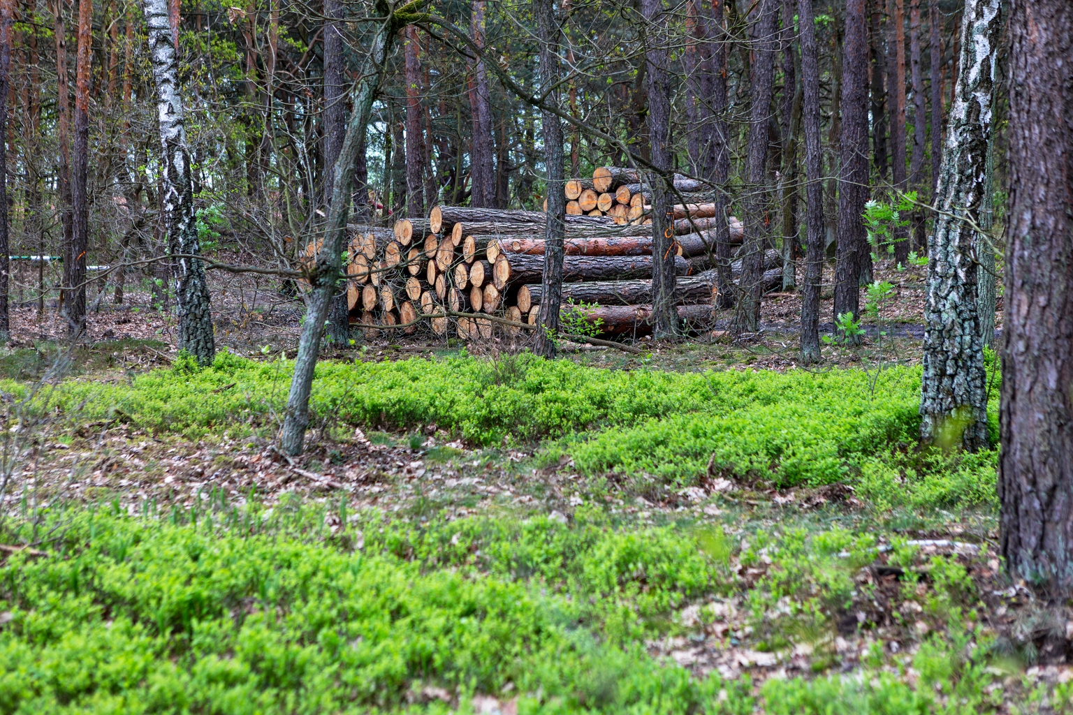 Acadian Timber: The Mirage Of Dividend Yield
