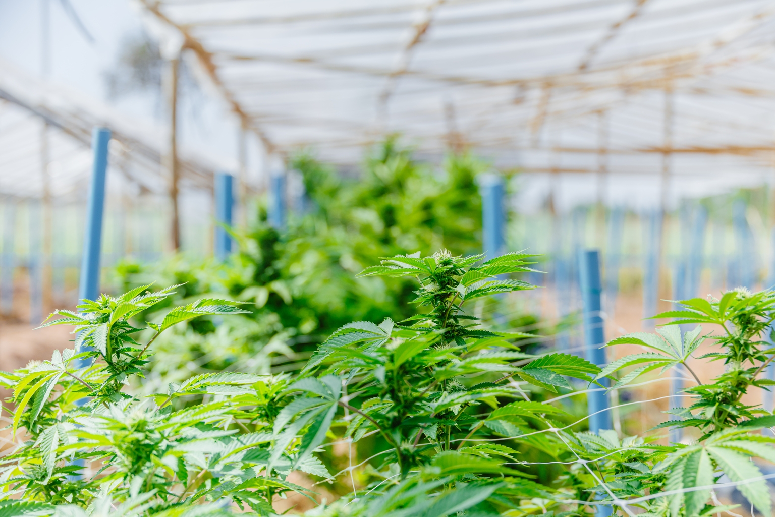 MSOS: Cannabis Stocks Soar, But It’s Time To Sell (Downgrade) (NYSEARCA:MSOS)