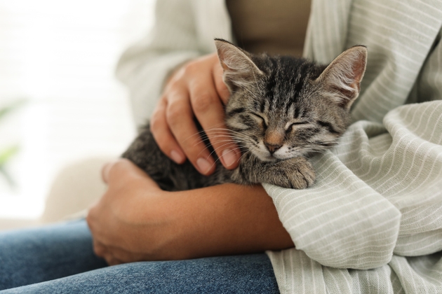 Woman with cute kitten at home, closeup