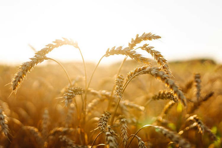 Golden wheat field at sunset.