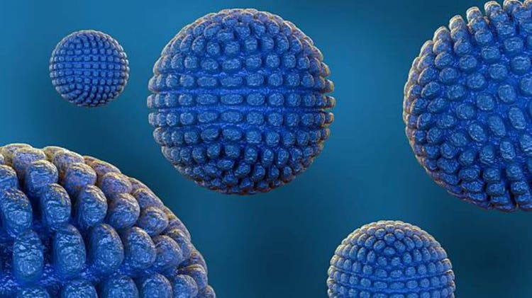 A 3d rendering of norovirus particles.