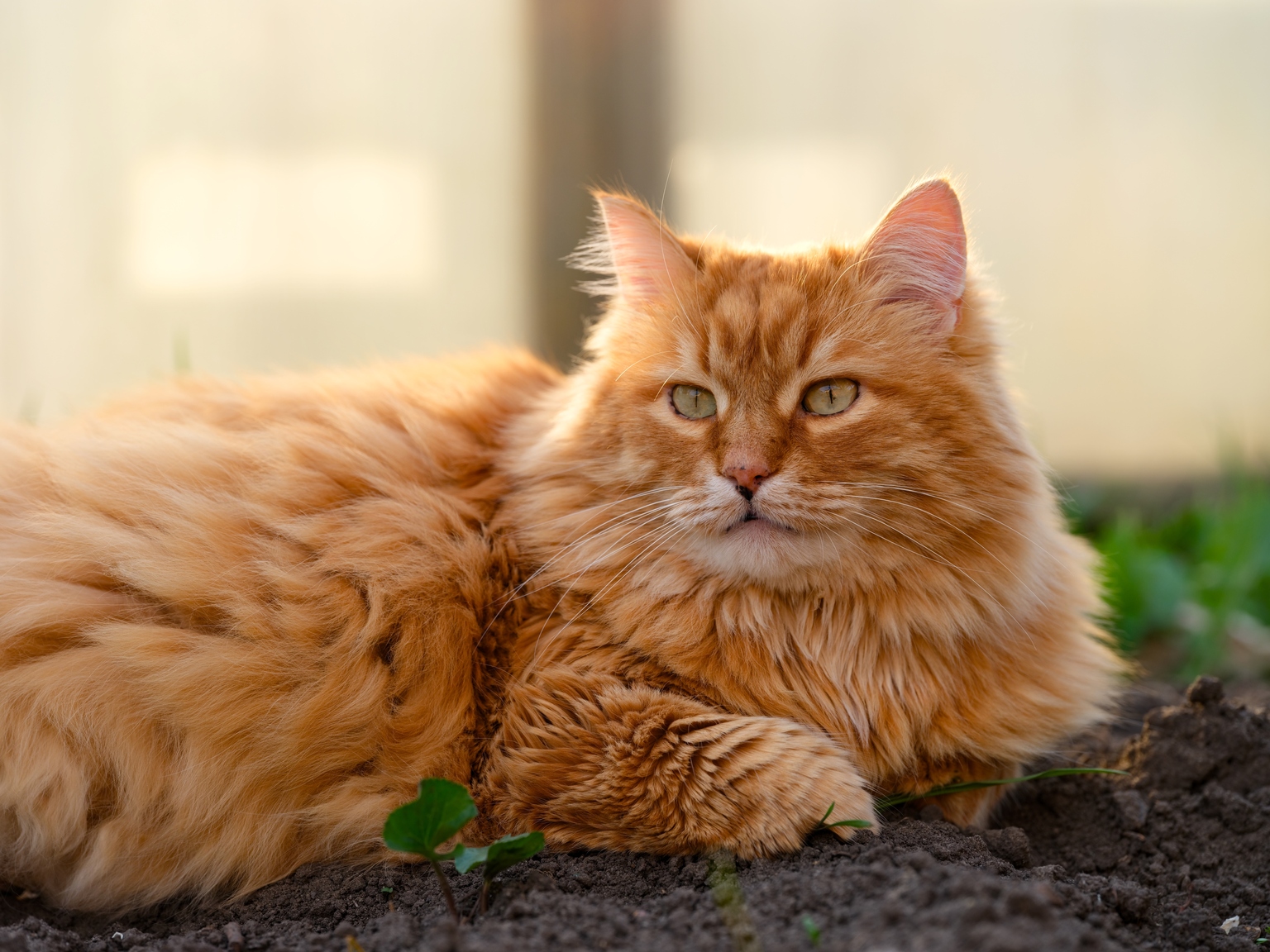 Red Cat Owner Red Cat Holdings: No Formal Guidance, Big Selloff - I Loaded The Truck ...