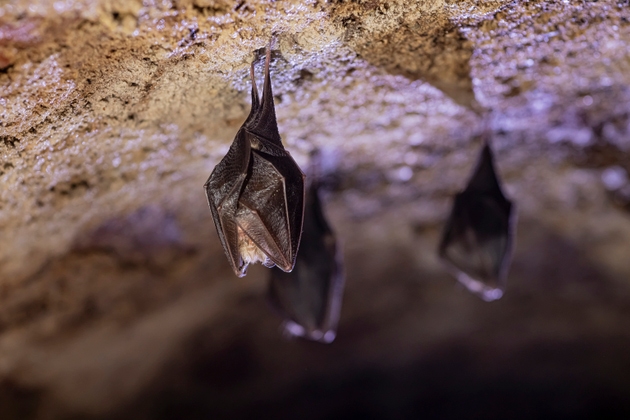 Close up group of small sleeping horseshoe bat covered by wings, hanging upside down on top of cold arched brick cellar while hibernating. Creativ wildlife phot with illuminated blurry background.
