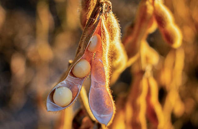 China buys atleast 10 cargoes of U.S. soybeans after Trump-Xi call – report (FXI:NYSEARCA)