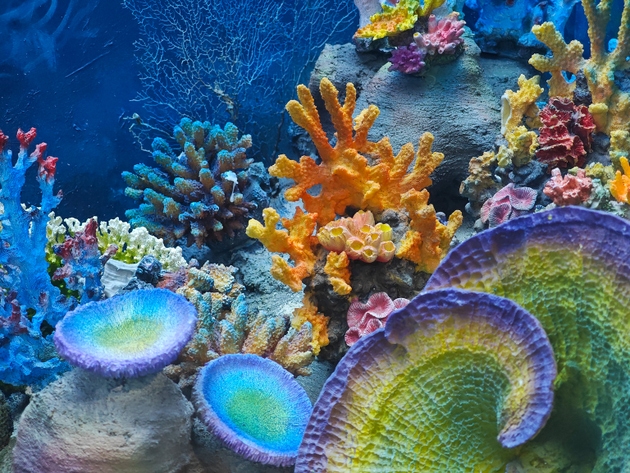 Colorful corals