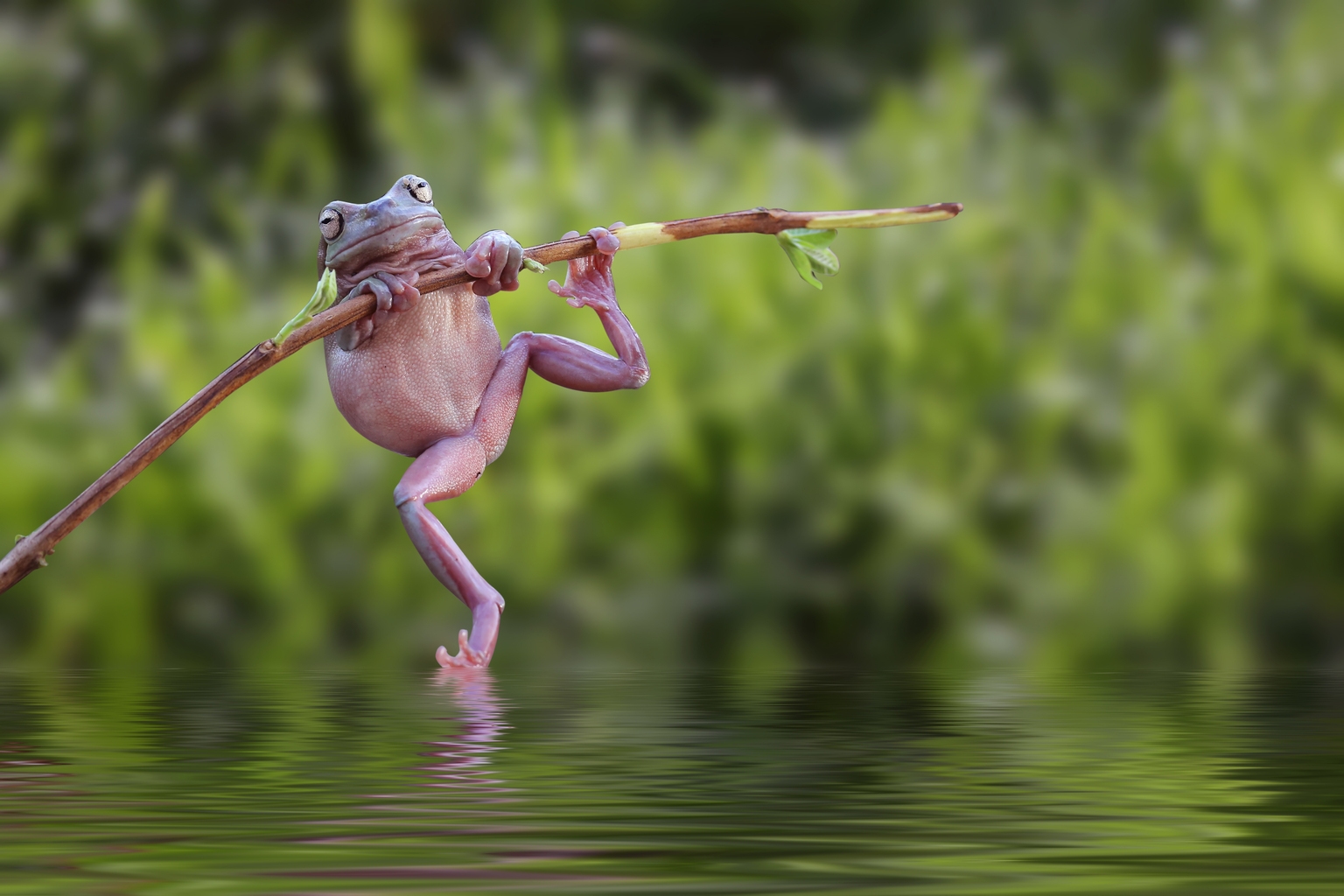 Eagle Point Credit Q4 Earnings: Mr. Toad's Wild Ride Continues (NYSE:ECC)