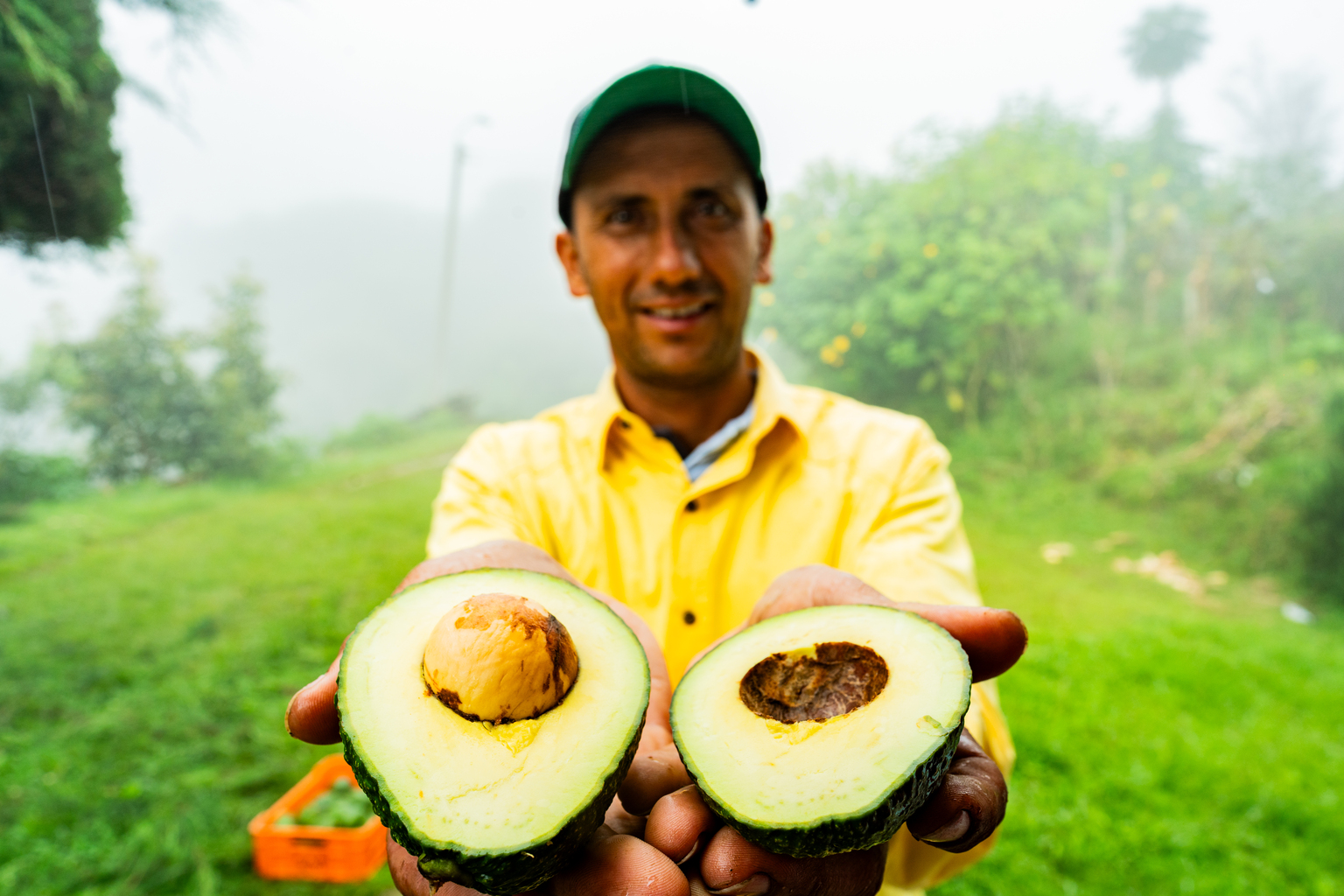 seekingalpha.com - The Insiders Forum - Mission Produce: A Post-Merger Assessment (NASDAQ:AVO)