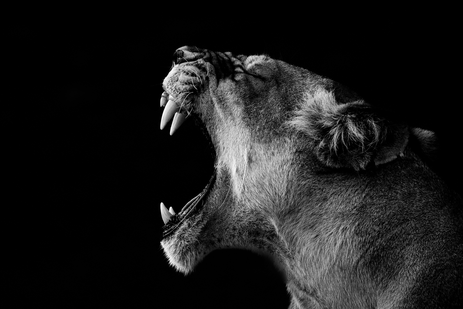 seekingalpha.com - Leo Nelissen - Everyone's Warning About Valuations - I'm Betting On The Roaring 20s