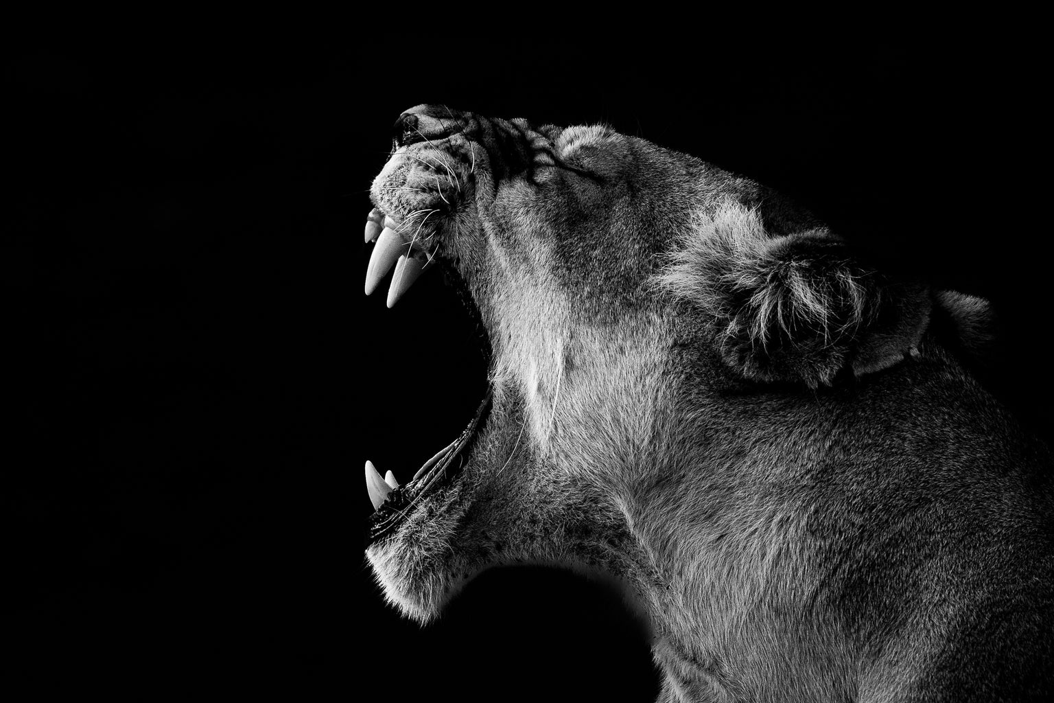 Understanding Market Valuations Amidst AI-Driven Growth P...