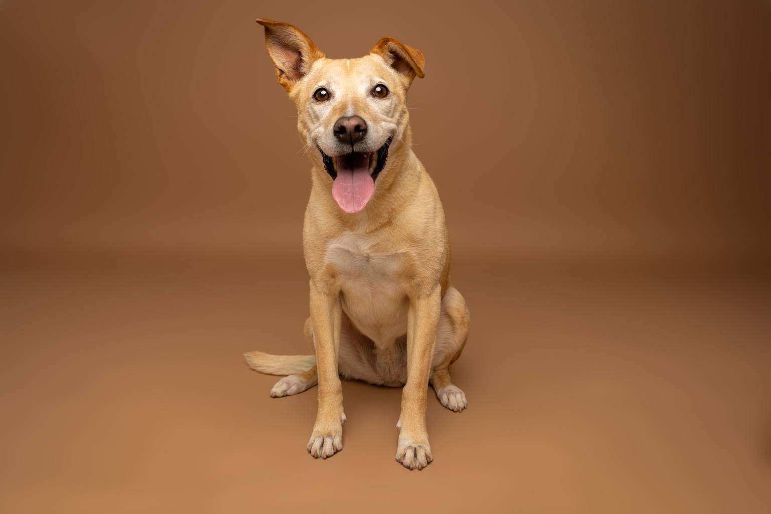 Feliz perro de raza mixta sentado sobre fondo marrón de estudio