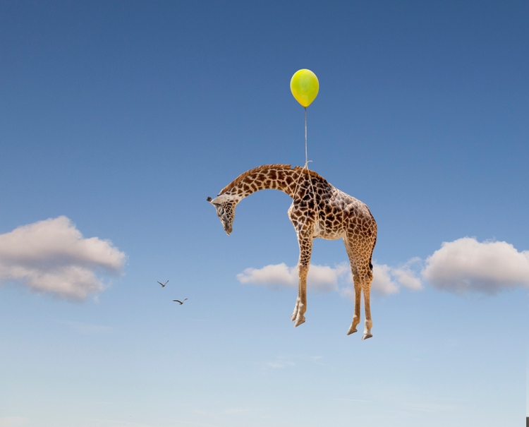 Giraffe mid-air with inflated balloon